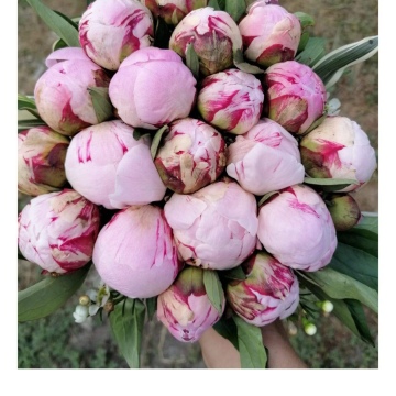 Pembe şakayık gelin buketi
