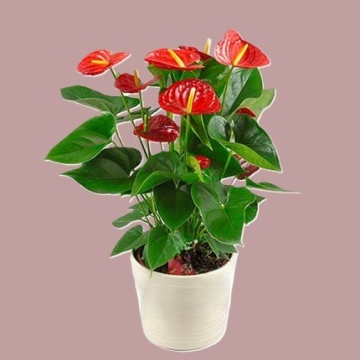 Saksı Anthurium (Antoryum)
